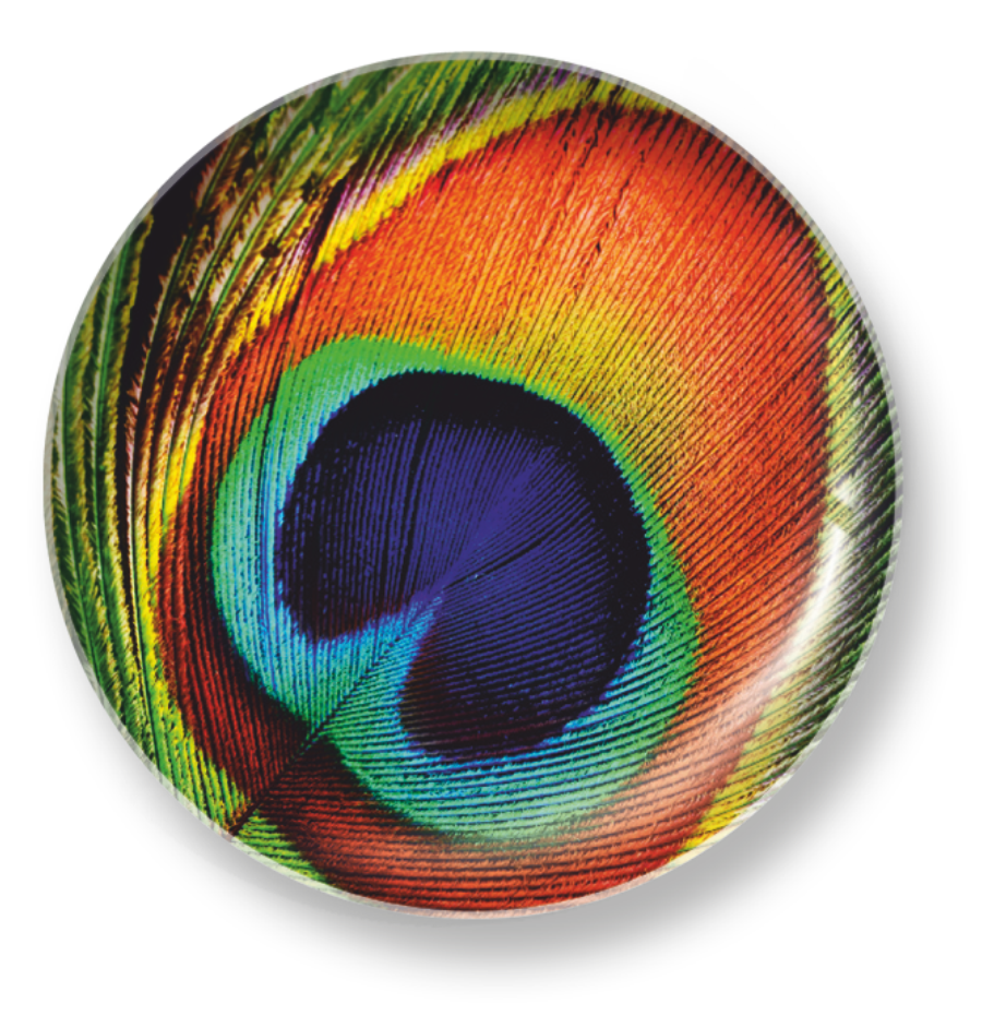 PEACOCK FEATHER